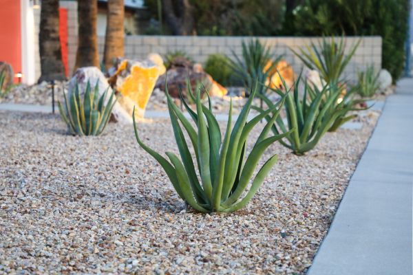 Drought Resistant Landscaping in Manchester