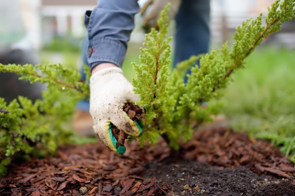 Church Mulching in Manchester
