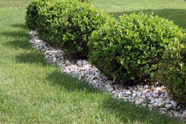 Boxwood Planting in Manchester