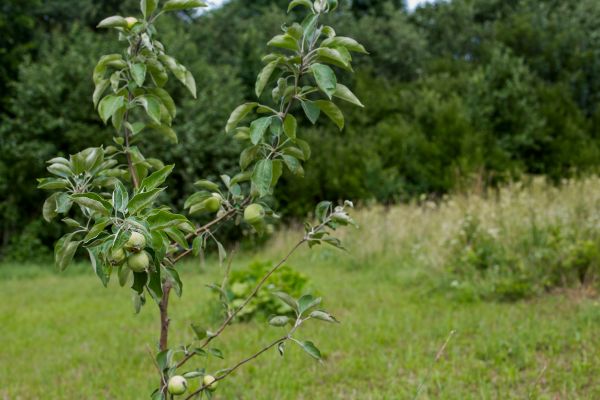 Apple Tree Planting in Manchester