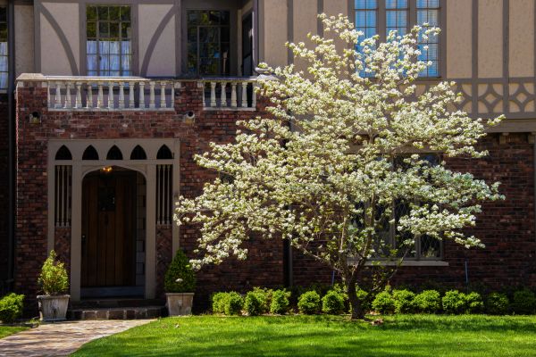 Dogwood Tree Planting in Manchester
