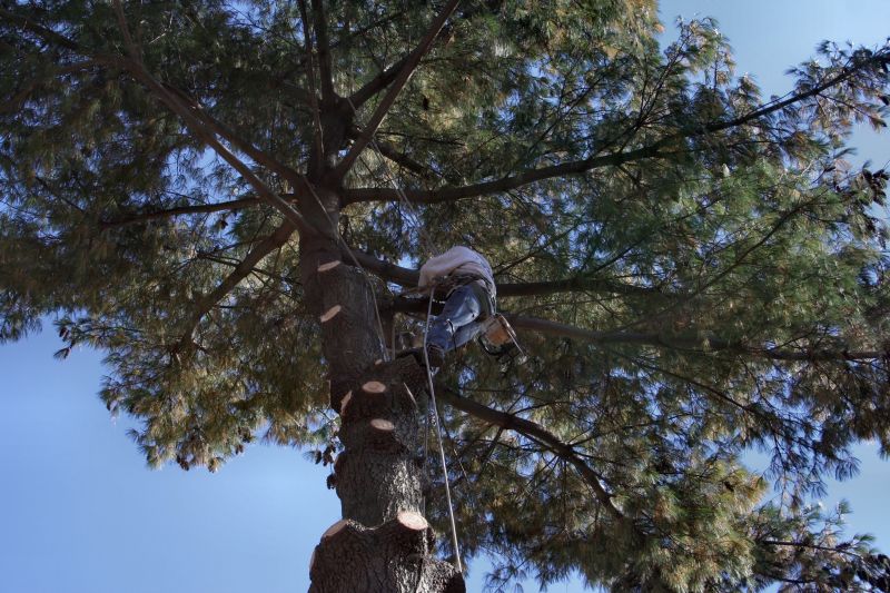 Tree Installation Service